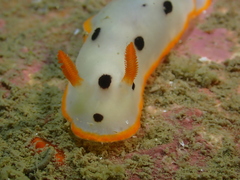 Chromodoris orientalis