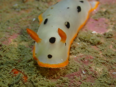 Chromodoris orientalis