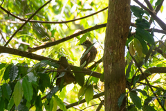 Alophoixus ochraceus