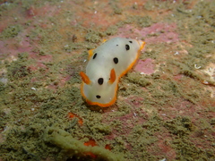 Chromodoris orientalis