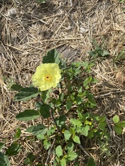 Cienfuegosia drummondii