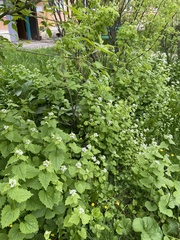 Alliaria petiolata