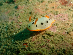 Chromodoris orientalis