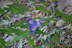 Iris lacustris