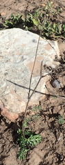 Lichtensteinia interrupta
