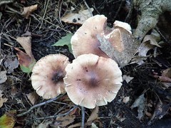 Tricholoma pessundatum