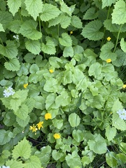 Ficaria verna