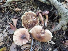 Tricholoma pessundatum