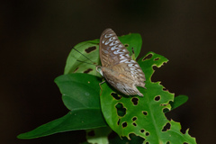 Tanaecia pelea