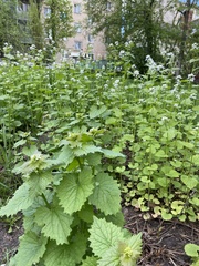 Alliaria petiolata