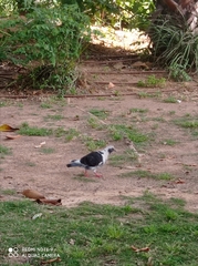 Columba livia domestica