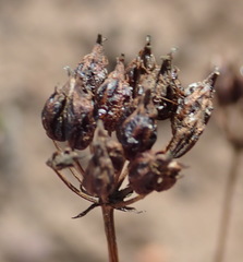 Lichtensteinia interrupta