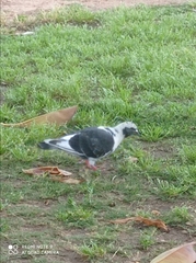 Columba livia domestica