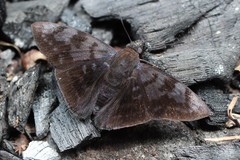 Pellicia costimacula