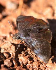 Pellicia costimacula