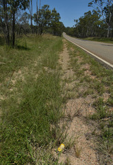 Aristida superpendens