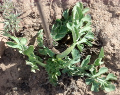 Lichtensteinia interrupta