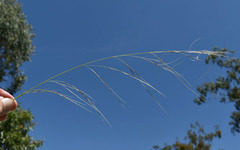 Aristida superpendens