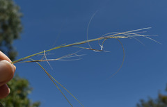 Aristida superpendens