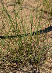 Aristida superpendens