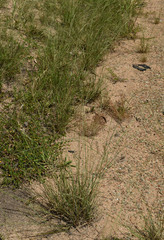 Aristida superpendens