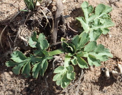 Lichtensteinia interrupta