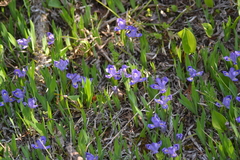 Iris lacustris