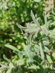 Nonea vesicaria