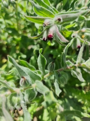 Nonea vesicaria