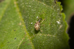 Nanophyinae