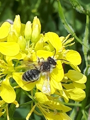 Andrena