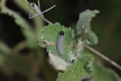 Muschampia baeticus