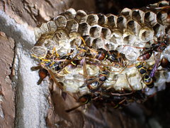 Polistes humilis humilis