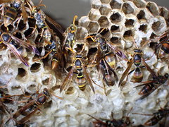 Polistes humilis humilis