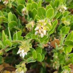 Arctostaphylos viridissima