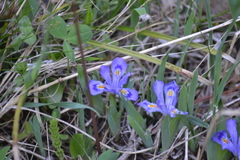 Iris lacustris