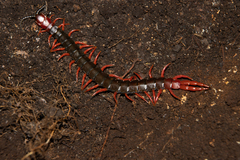 Cormocephalus nitidus