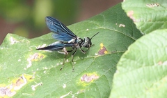 Synoeca