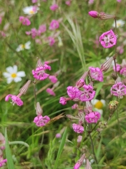 Silene colorata