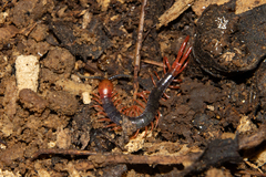 Cormocephalus nitidus