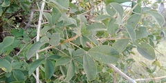 Vitex pooara