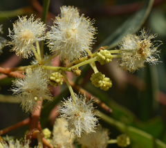 Acacia platycarpa