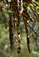 Acacia simsii