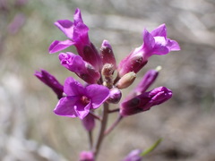 Boechera lincolnensis