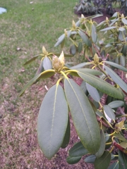 Rhododendron smirnowii