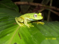 Boana cinerascens