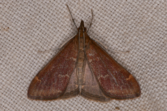 Pyrausta atropurpuralis