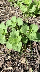 Ballota nigra
