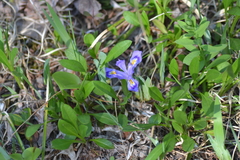 Iris lacustris