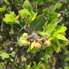 Arctostaphylos viridissima